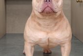 American Bully Ženka je stara 15 meseci