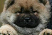 Chow Chow Cau Cau Čau Čau