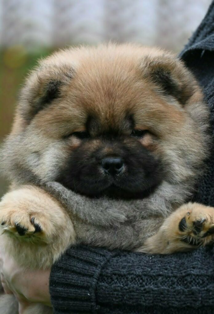 Chow Chow Cau Cau Čau Čau