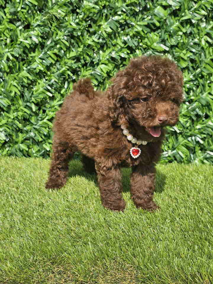 Cokoladne toy pudle