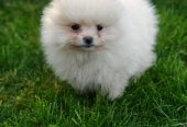 Pomeranski spic