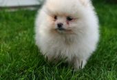 Pomeranski spic