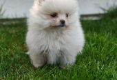 Pomeranski spic