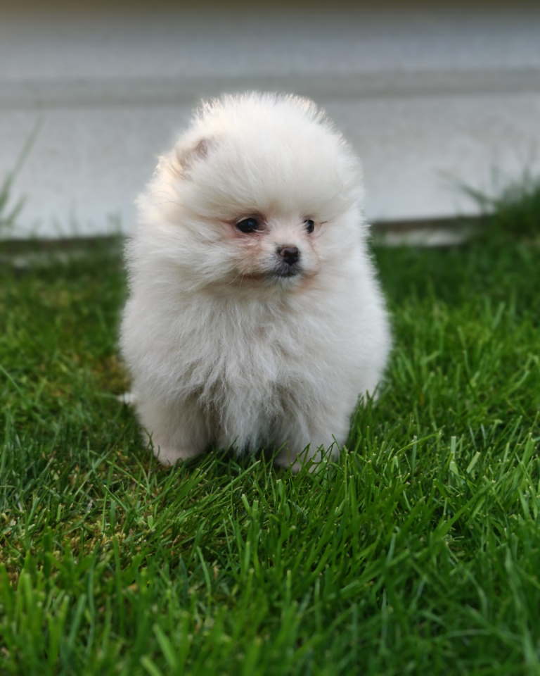 Pomeranski spic
