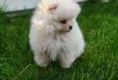 Pomeranski spic