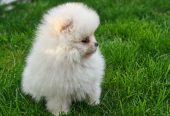 Pomeranski spic