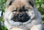 Chow Chow Cau Cau Čau Čau