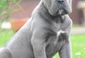 Cane Corso, štenci vrhunskog kvaliteta