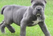 Cane Corso, štenci vrhunskog kvaliteta
