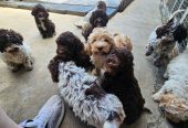 Lagotto Romagnolo štenci