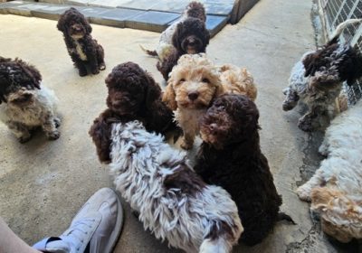 lagotto-01a