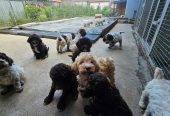 Lagotto Romagnolo štenci