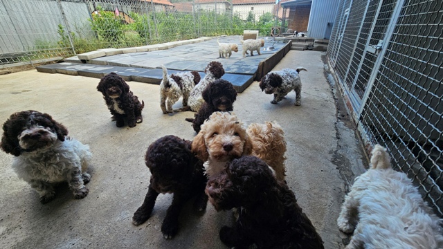 Lagotto Romagnolo štenci