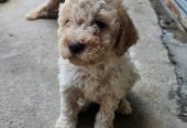 Lagotto Romagnolo štenci