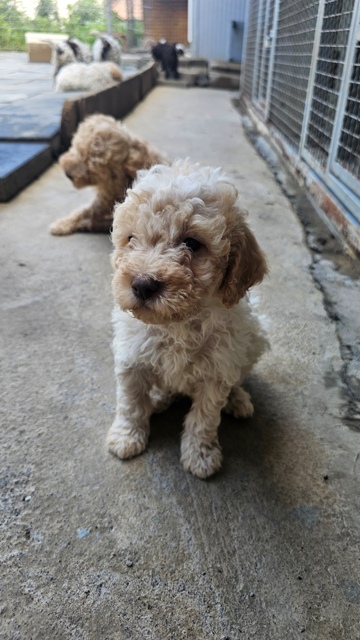 Lagotto Romagnolo štenci