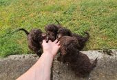 Lagotto Romagnolo štenci
