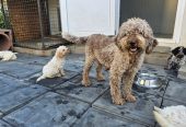 Lagotto Romagnolo štenci