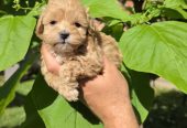 Savrseni maltipoo bebani spremni su za preuzimanje