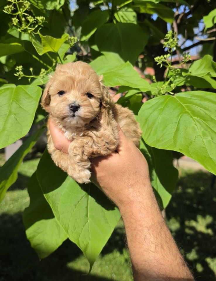 Savrseni maltipoo bebani spremni su za preuzimanje