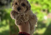 Savrseni maltipoo bebani spremni su za preuzimanje