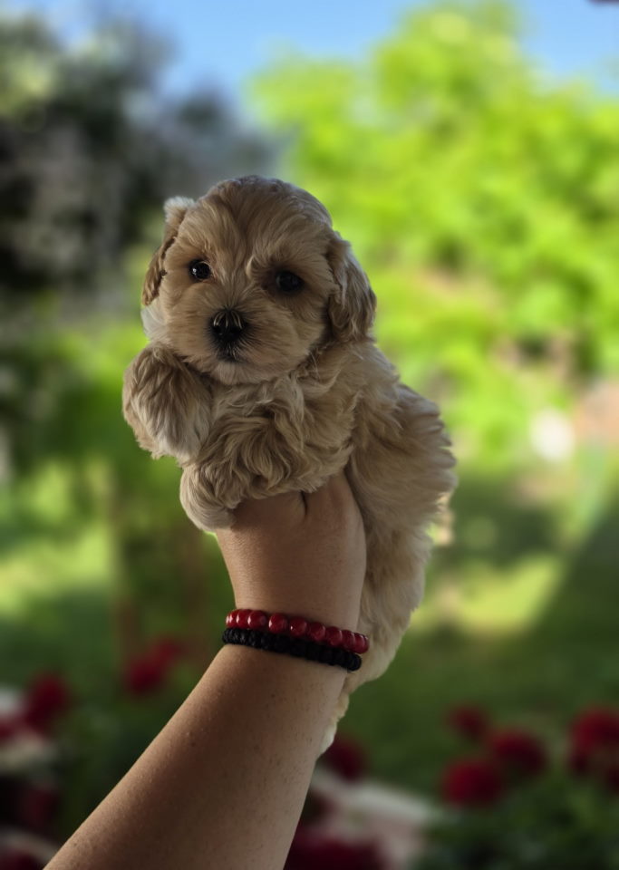 Savrseni maltipoo bebani spremni su za preuzimanje