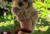 Savrseni maltipoo bebani spremni su za preuzimanje