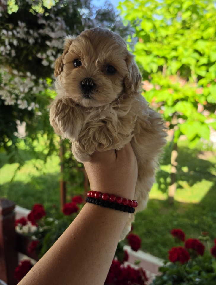 Savrseni maltipoo bebani spremni su za preuzimanje