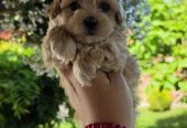 Savrseni maltipoo bebani spremni su za preuzimanje