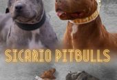 American pitbull terier