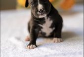 American pitbull terier