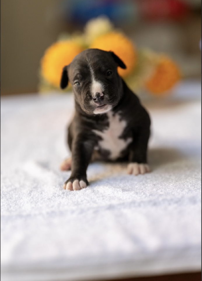 American pitbull terier