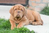 Stenci bordoske doge