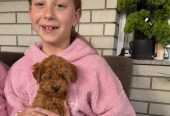 Toy Pudla prelepi štenci