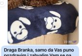 Toy Pudla prelepi štenci