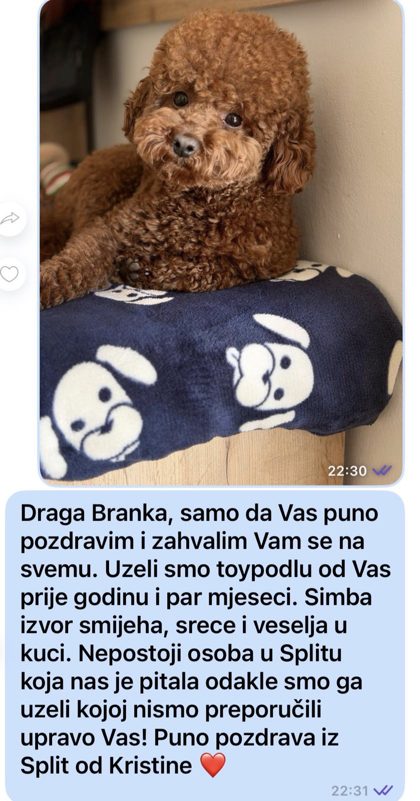 Toy Pudla prelepi štenci