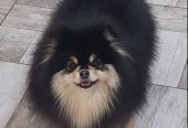 Pomeranac odgajivačnica na prodaju
