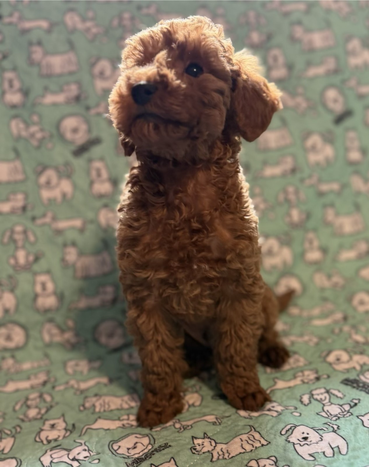Toy Pudle na prodaju