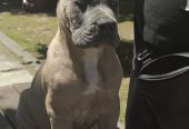 CANE CORSO prelepi štenci