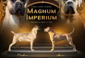 CANE CORSO prelepi štenci