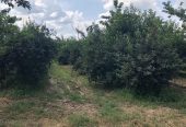 Na prodaju vrhunski voćnjak trešnje 3 ha – Kolari kod Smedereva