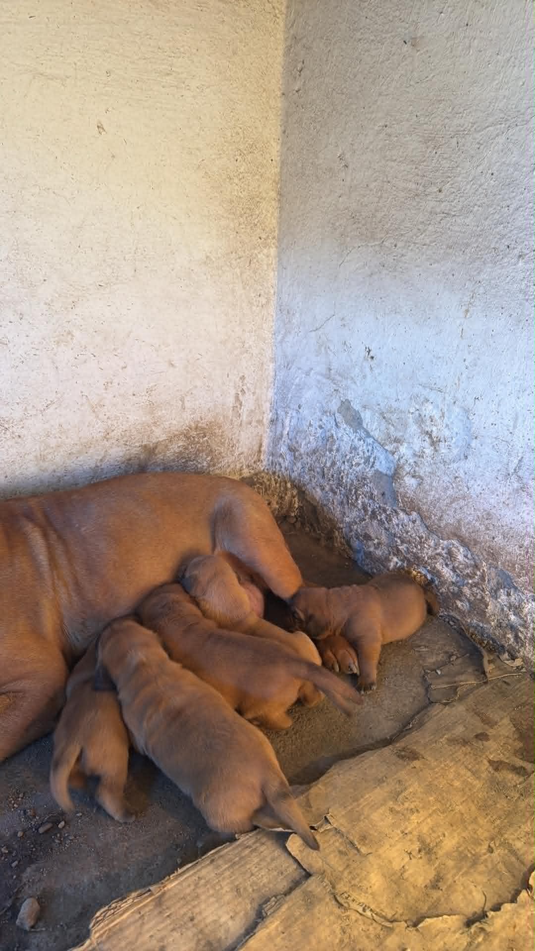 Bordoška doga štenci