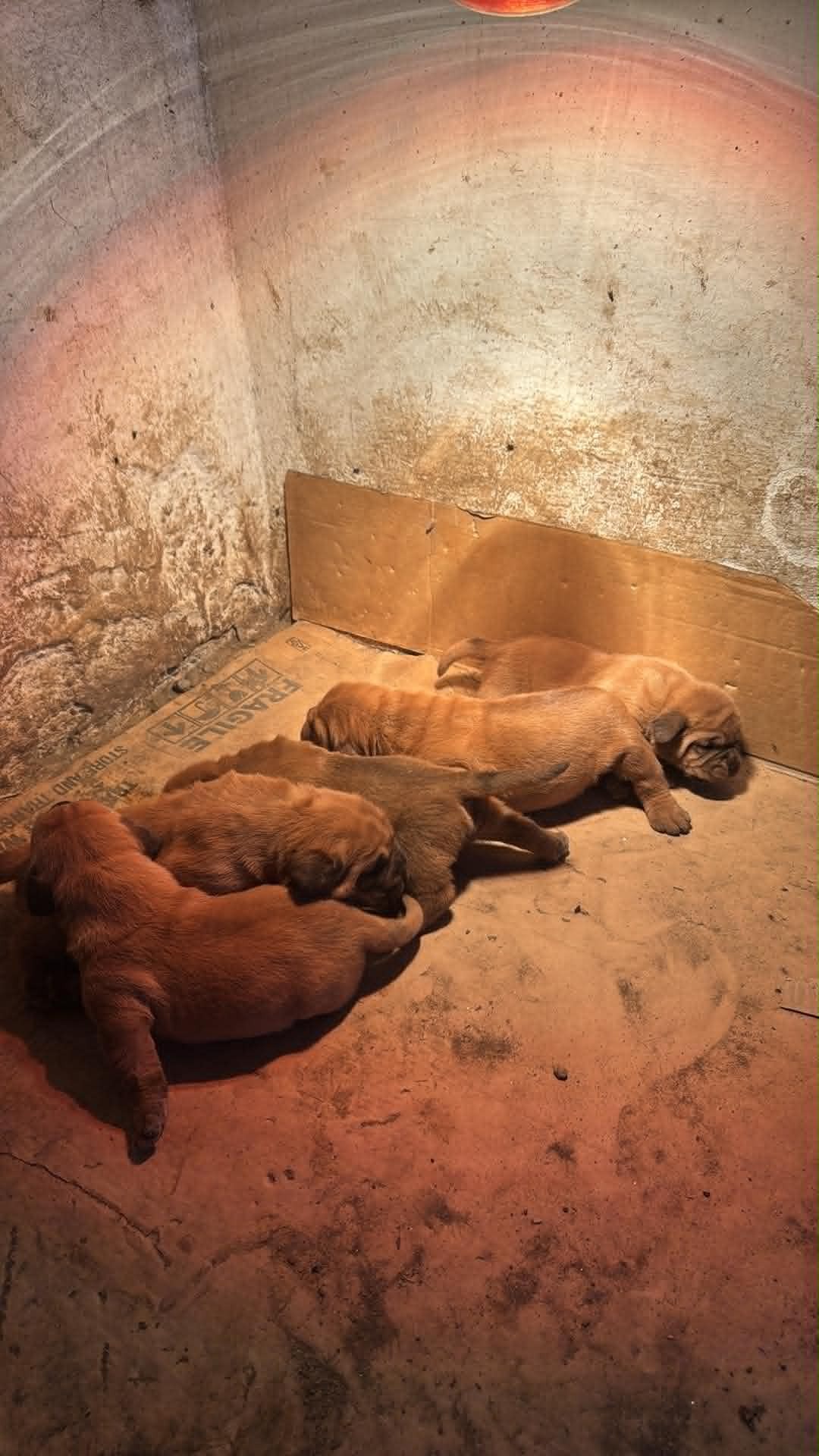 Bordoška doga štenci