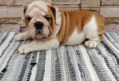 Engleski bulldog