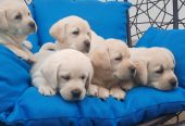 Labrador štenci