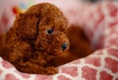 Francuske Toy i patuljaste pudle, prelepe bebe