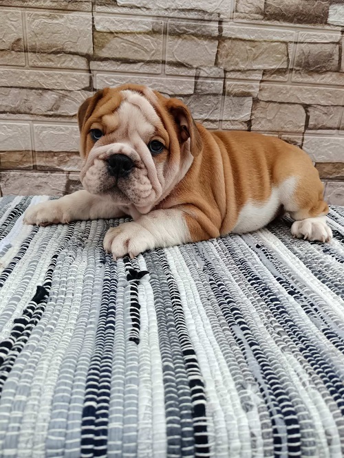 Engleski bulldog