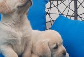 Labrador štenci