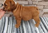 Engleski bulldog