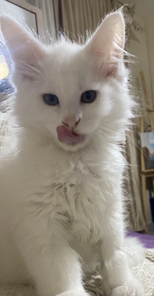 Maine Coon mačići