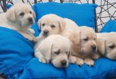 Labrador štenci